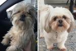 Φωτογραφίες υιοθεσίας σκύλων που θα λιώσουν την καρδιά σας