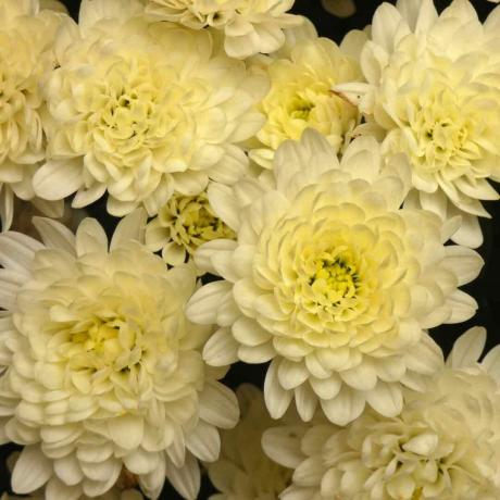 Хризантеми Бели жълти цветя