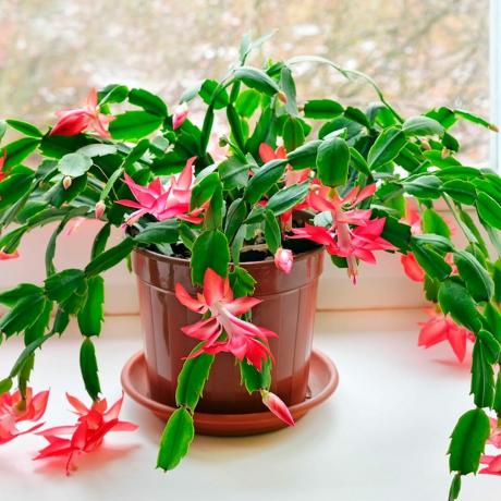 божићни кактус нетоксичне собне биљке
