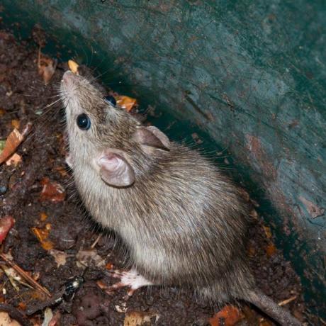 ratón en pila de abono