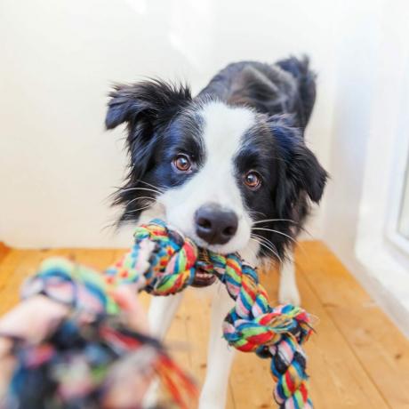 Hund mit einem Seil