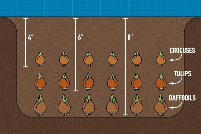 Ce este metoda de plantare a lasagnei Grafic Gettyimages2