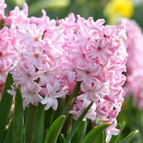 Roze hyacint