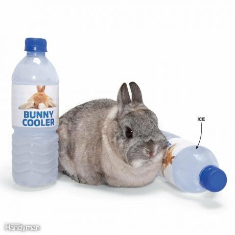 Bunny Rabbit A / C