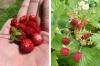 Hva er forskjellen mellom falske og ville jordbærplanter?