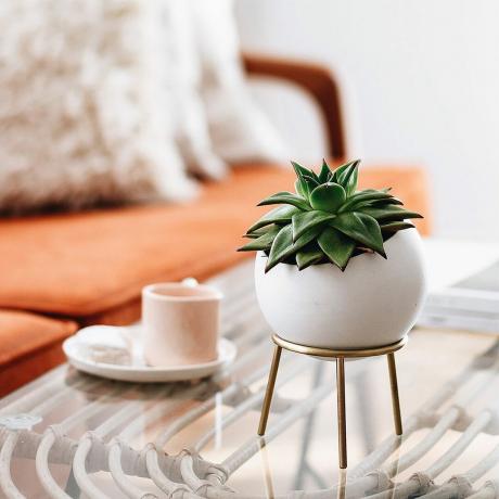 Kitbox Design Globe Cactus and Succulent Plant with Brass Stand