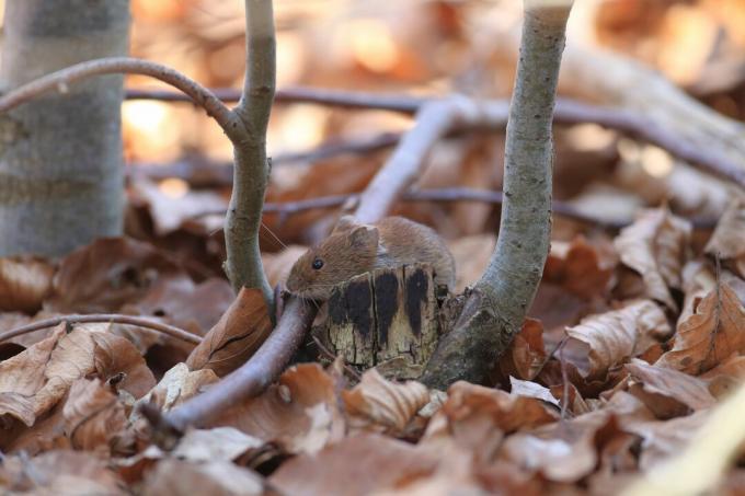 close-up van klein knaagdier bovenop gevallen bladeren