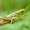 14 insectos "inofensivos" que no sabías que podían morderte