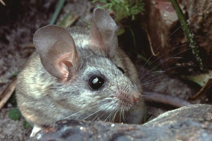 فأر الصبار (Peromyscus Eremicus)