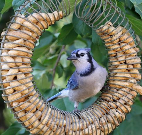 Geai bleu sur mangeoire pour oiseaux d'arachide