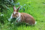 Como manter os coelhos longe do gramado com esses truques