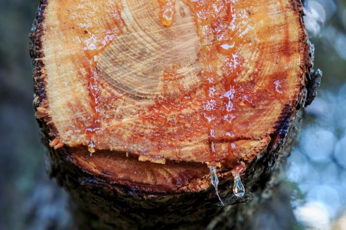 Gouttes de poix ou de sève d'arbre sur un arbre fraîchement coupé