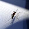 Expertní tipy, jak letos v létě nenechat komáry venku