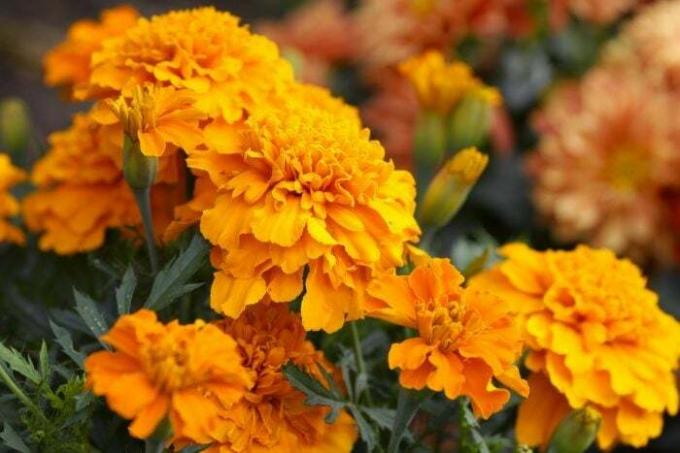 オレンジ色のマリーゴールドの花