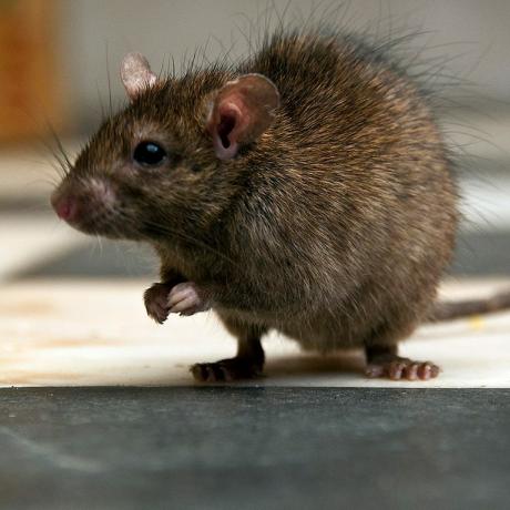 Hoe zich te ontdoen van ratten in huis