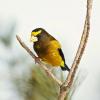 Hur man lockar vinterfåglar: De 20 bästa sätten att locka fåglar på vintern