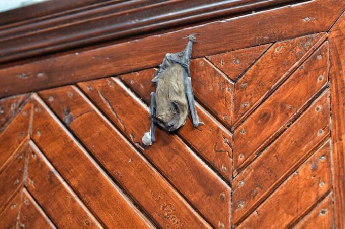 pipistrello seduto sulla porta