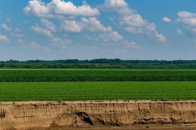 Tájkép zöld kukorica mező mentén Ohio folyó mentén evansville, Indiana