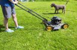 Pourquoi vous devriez ramasser les crottes de chien avant de tondre votre pelouse