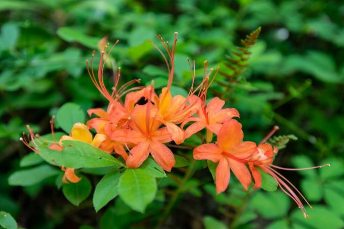 Orange Flame Azalea Bloom en Tennessee