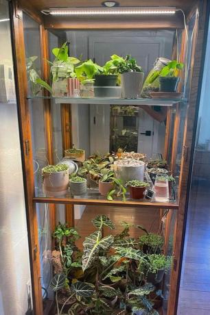 Curio Cabinet Mini Greenhouse Cortesía de @goldengateroots Vía Instagram