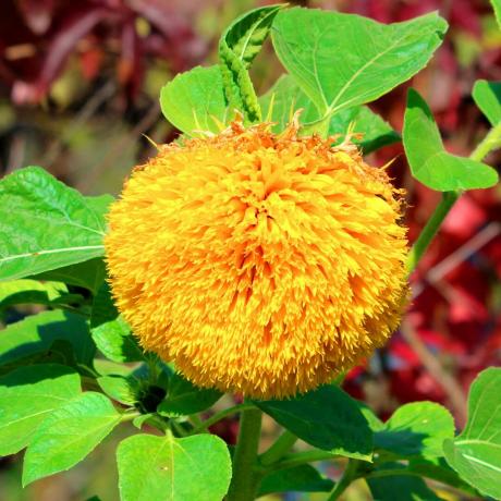 Goldene Bären-Sonnenblume oder Helianthus annuus Teddybär-Jahrespflanze mit großem, offen blühendem, dichtem, flauschigem Kissen Wie eine goldgelbe Blume, umgeben von hellgrünen Blättern, die im heimischen Garten im warmen, sonnigen Herbst wachsen Tag