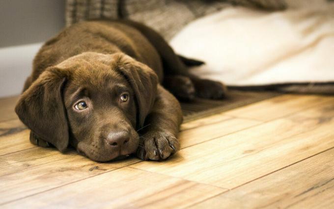 Шоколадный щенок лабрадора, отдыхая на деревянном полу