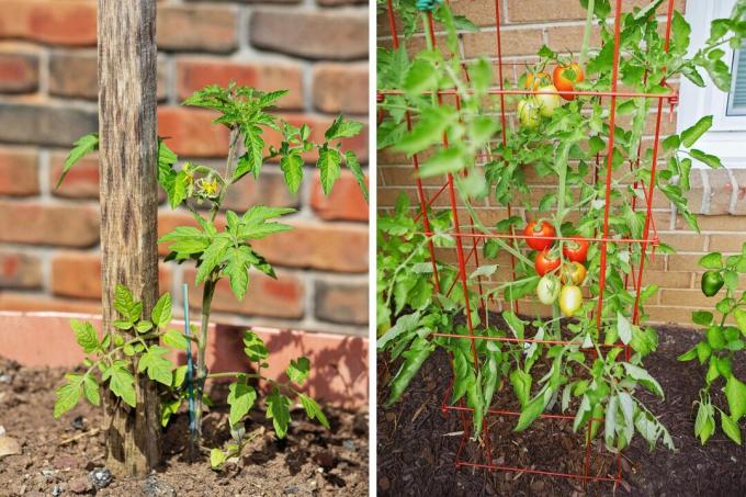 al lado de una planta de tomate con una estaca y una planta de tomate con una jaula