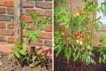 Må tomatplantene mine satses eller settes i bur?
