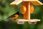 10 soorten vogelvoeders die je nodig hebt in je achtertuin