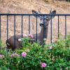 La meilleure clôture de cerf pour protéger votre jardin