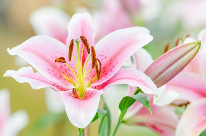Close-Up Bunga Lily Merah Muda