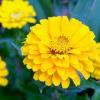 10 flores resistentes que sobreviven en un sol severo