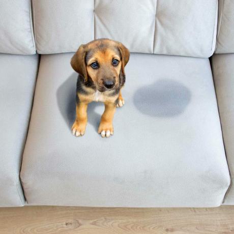 Hundeulykke på sofaen Gettyimages 1132148411