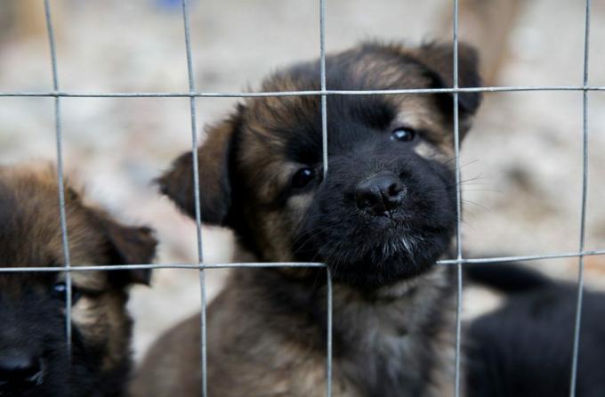 Die Brüder des süßen geretteten Hundewelpen hinter dem Zwinger warten auf einen Freund in Süditalien.