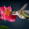8 flori care atrag colibri