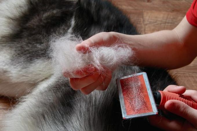 Concepto de perros de muda de primavera. El muchacho tiene en las manos el cepillo de los rastrillos y del husky siberiano de lana de bulto. Perro Husky yace sobre un piso de madera. De cerca.