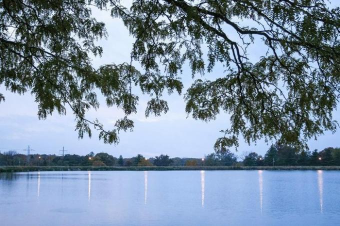 Fényvisszaverődés egy tóban, faágakkal fent Bloomingtonban, Illinois államban