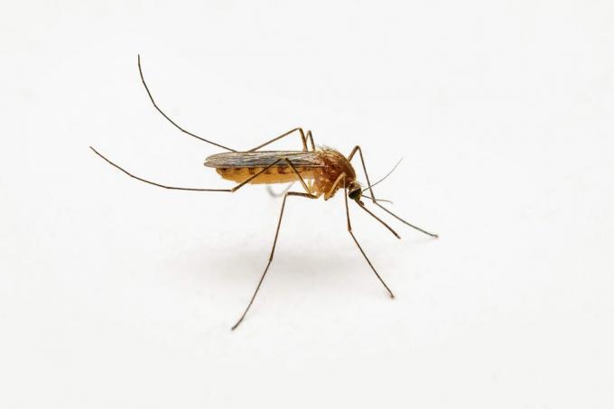 Bīstams malārijas ods uz baltās sienas. Leišmanioze, encefalīts, dzeltenais drudzis, tropu drudža, malārijas slimība, Mayaro vai Zika vīrusa infekciozais Culex moskītu parazītu kukaiņu makro.
