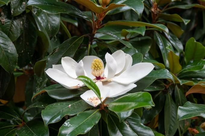 Gedetailleerde Weergave Van Witte Magnolia Bloem