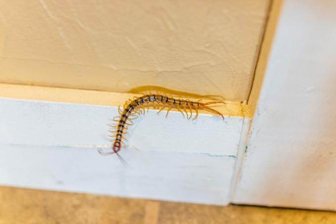 Stort hus tusindbenet insekt bug kravler på væggen i New Mexico med mange ben makro nærbillede