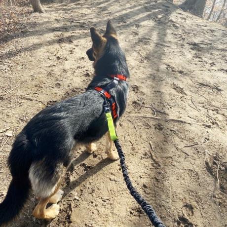 Tysk gjeterhund på tur med håndfri bånd
