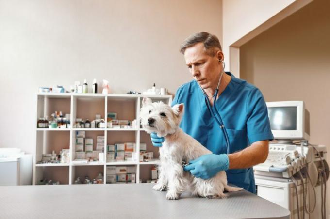 完全なチェック。 獣医クリニックで電話内視鏡で小さなかわいい犬の息を聞いている作業服の男性獣医。