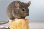Cum să scapi de șoareci: 4 idei care păstrează copiii și animalele de companie în siguranță