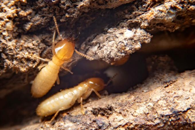 super primer plano de termitas en el suelo en busca de comida