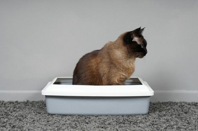 pisică ruptă de casă așezată într-o cutie de gunoi