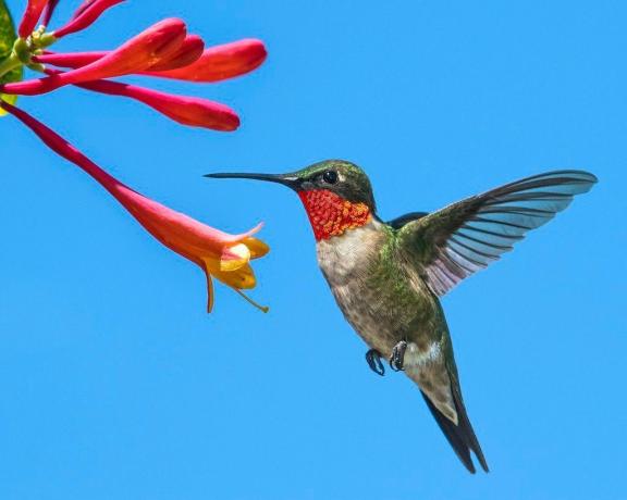 Rubinstrupen kolibri flyger nära röda blommor