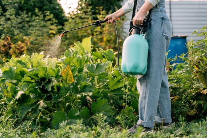 Een vrouw besproeit planten met chemicaliën van ongedierte.