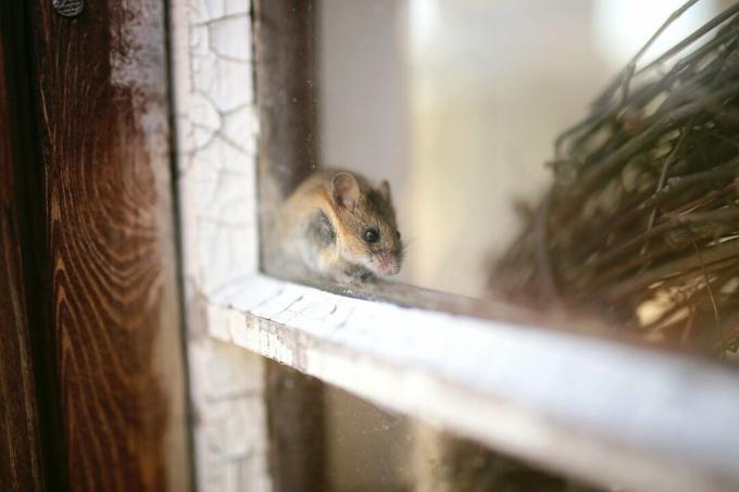 Слатки мали сиви кућни миш скрива се на прозорској дасци