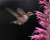 Kolibries zullen samenstromen naar een Hummingbird Mint Plant